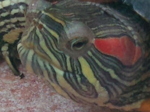 Imagem com o Zoom no m&aacute;ximo